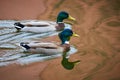 Two Mallard Male Ducks swimming in a lake Royalty Free Stock Photo