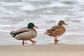 Two mallard ducks walking near sea water, breakup concept Royalty Free Stock Photo