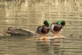 Two mallards on a log. Royalty Free Stock Photo