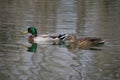 Two mallards swimming