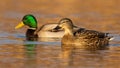 Two mallards swimming in water in autumn nature. Royalty Free Stock Photo