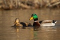 Two mallards swimming in water in autumn nature. Royalty Free Stock Photo