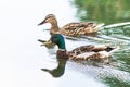 Two mallards swimming on the water Royalty Free Stock Photo