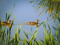 Two Mallards Swimmng in Blue Water