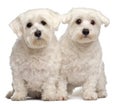 Two Maltese, 2 and 3 years old, sitting Royalty Free Stock Photo