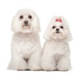 Two Maltese, 4 and 8 years old, standing Royalty Free Stock Photo