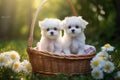 Two Maltese bichon breed dogs in a basket in the garden
