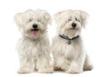 Two Maltese dog, 2 years old, sitting Royalty Free Stock Photo