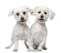 Two maltese dog (3 and 5 years old) Royalty Free Stock Photo