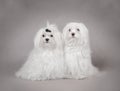 Two Maltese dog Royalty Free Stock Photo