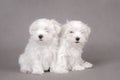 Two Maltese dog puppies Royalty Free Stock Photo