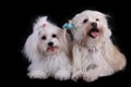 Two Maltese Dog Puppy Royalty Free Stock Photo