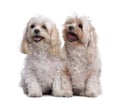 Two maltese dog sitting and panting (11 years old) Royalty Free Stock Photo