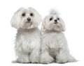 Two Maltese dogs Royalty Free Stock Photo