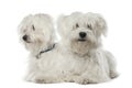 Two Maltese dogs, 2 years old, lying
