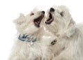 Two Maltese dogs, 2 years old, play fighting Royalty Free Stock Photo