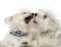 Two Maltese dogs, 2 years old, play fighting Royalty Free Stock Photo