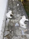 Two maltese dogs sleeping on a grey house pavement Royalty Free Stock Photo