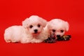 Two maltese puppy with toy for dogs on a red background. Royalty Free Stock Photo