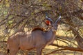 Two mammals from Africa. Springboks in evening back light. Royalty Free Stock Photo