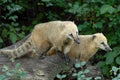 Two mammals, with the clear coat that are close together, within the Berlin Zoo in Germany