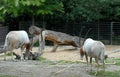 Two mammals with the clear coat and long horns in the Berlin Zoo in Germany