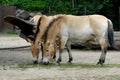 Two mammals that look like horses in the Berlin Zoo in Germany Royalty Free Stock Photo