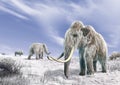 Two mammoth in a field covered of snow. Royalty Free Stock Photo