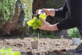 Two man hands planting a young tree or plant while working in the garden, seeding and planting and growing,farmers hands care of Royalty Free Stock Photo