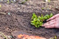 Two man hands planting a young tree or plant while working in the garden, seeding and planting and growing, farmers Royalty Free Stock Photo