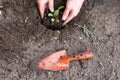 Two man hands planting a young tree or plant while working in the garden, seeding and planting and growing top view, farmers hands Royalty Free Stock Photo