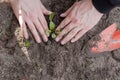 Two man hands planting a young tree or plant while working in the garden, seeding and planting and growing top view, farmers hands Royalty Free Stock Photo