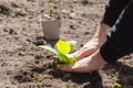 Two man hands planting a young tree or plant while working in the garden, seeding and planting and growing,farmers hands care of Royalty Free Stock Photo