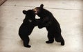 Two Manchu brown bears or Hairy ear bears fighting