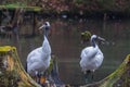 two manchurian crane stand and look on a pond Royalty Free Stock Photo