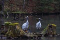 two manchurian crane at tree trunks on a pond Royalty Free Stock Photo