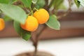 Two mandarins in a tree, Royalty Free Stock Photo