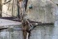 Two Mandrill Apes At The Artis Zoo At Amsterdam The Netherlands 7-9-2022