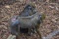 Two Mandrill Apes At Artis Zoo Amsterdam The Netherlands