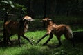 Two maned wolfs (Chrysocyon brachyurus) fighting. Royalty Free Stock Photo