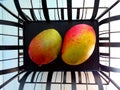 Two mango fruits on a black metal stand Royalty Free Stock Photo