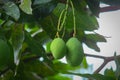 two mangoes hanging on a tree branch Royalty Free Stock Photo