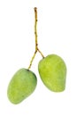 Two mangoes Royalty Free Stock Photo