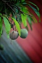 Two mangoes with red and blue background Royalty Free Stock Photo