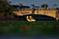 two mangrove heron, posing on a sunny morning