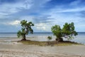 Two mangrove trees on tropical beach