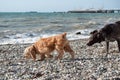 Two of mans best friends, English and German hunting dog. Brown shorthaired pointer Golden English Cocker Spaniel walking on Royalty Free Stock Photo