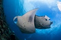 Two manta ray cleaning Royalty Free Stock Photo