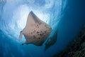 Two manta ray cleaning Royalty Free Stock Photo
