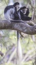 Two Mantled Guereza on Tree